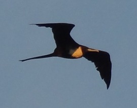 34 Bird with swallow tail