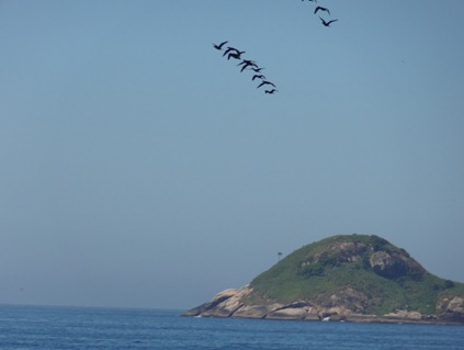 35 Birds over island