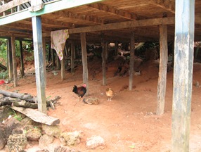 18 Chickens under house