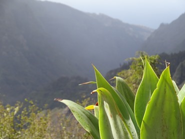 139. Funchal, Madeira Paul da Serra (boggy high plains in mountains)