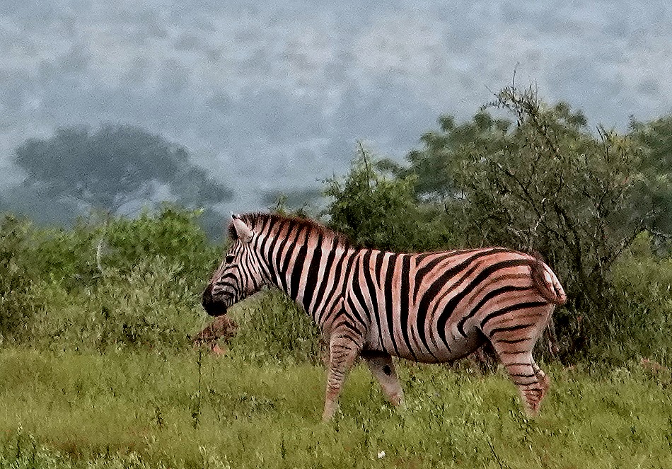 157. Kruger Nat Park, South Africa
