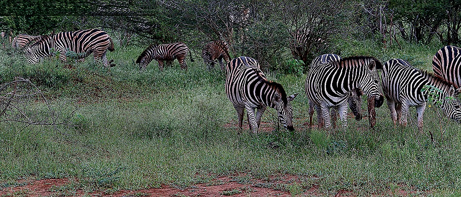 284a. Kruger Nat Park, South Africa_stitch