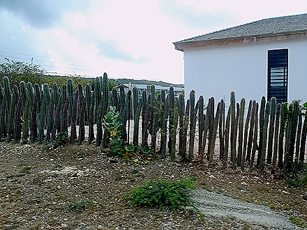 9. 2022, 04-01  Krejelijk, Bonaire